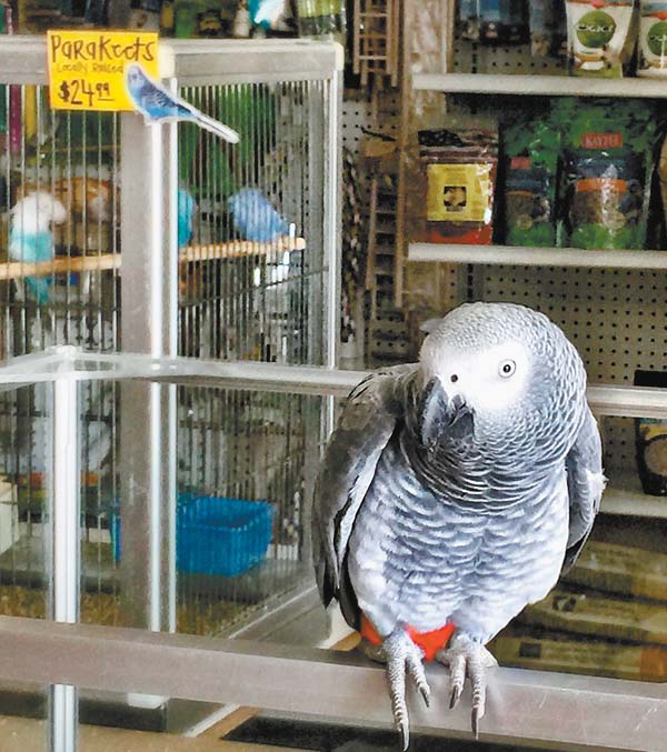 pet shop long mile road